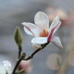  Магнолия Дзен