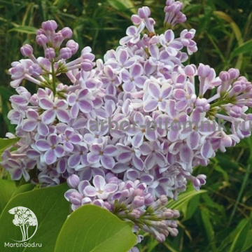 Фото Сирень обыкновенная Лила Вандер на штамбе