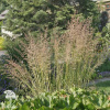 Вейник остроцветковый Эльдорадо фото 2 