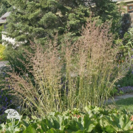 Вейник остроцветковый Эльдорадо