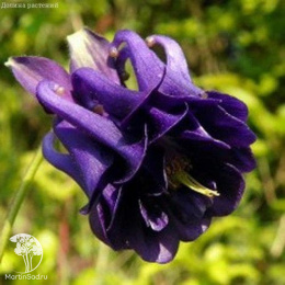 Аквилегия Тауэр темно-синяя, обыкновенная (серия Элитная клумба)