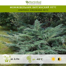 Можжевельник виргинский Хетс