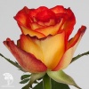 Роза чайно-гибридная Хай Меджик фото 1 