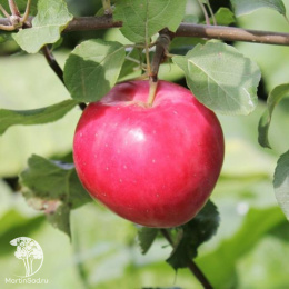 Яблоня Раннее Алое