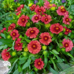 Гайлардия крупноцветковая Меса Ред