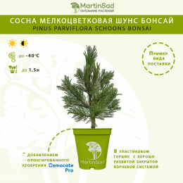 Сосна мелкоцветковая Шунс Бонсай