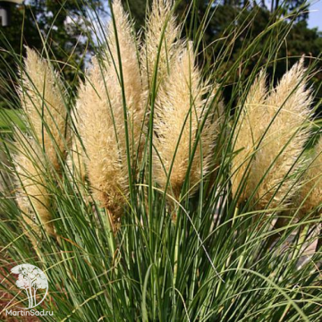 Фото Кортадерия селло Грин Гоблин