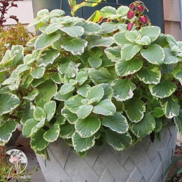 Плектрантус вариегатный