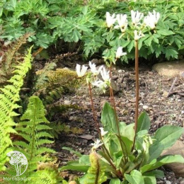 Додекатеон обыкновенный Али