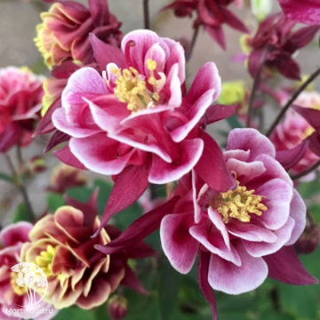 Фото Аквилегия обыкновенная Винки Дабл Ред энд Вайт