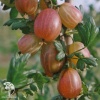Крыжовник Ксения фото 1 