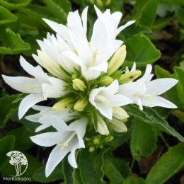 Колокольчик скученный Дженти Уайт