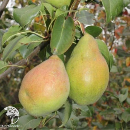 Груша Чудесница