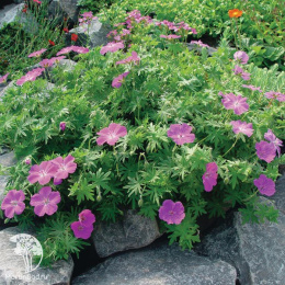 Герань кроваво-красная