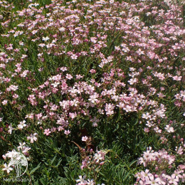 Гипсофила ползучая Филоу Роуз