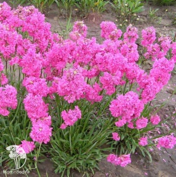 Фото Лихнис альпийский (смолка), серия Альпийская горка