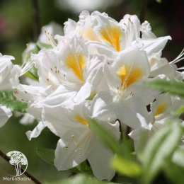 Азалия гибридная Персил