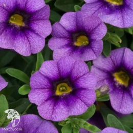 Калибрахоа Каблум F1 деним