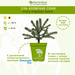 Ель колючая Соня