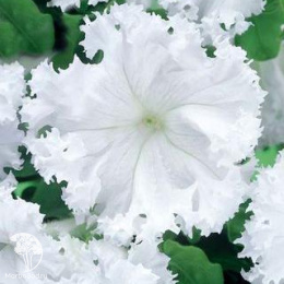 Петуния Афродита белая F1 (Фриллитуния) бахромчатая