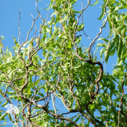 Ива матсуды Пендула