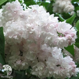 Сирень обыкновенная Красавица Москвы