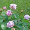 Роза чайно-гибридная Майнцер Фастнахт фото 1 