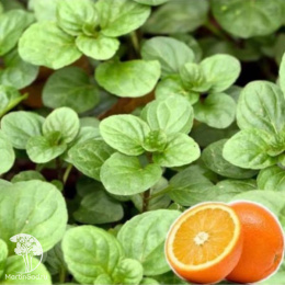 Мята перечная Апельсин