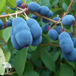 Жимолость камчатская Синичка