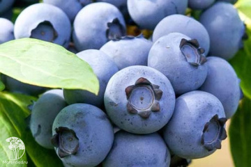 Фото Голубика Норт Кантри