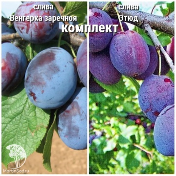 Фото Сверхвыгодный комплект! Слива Венгерка заречная + опылитель слива Этюд