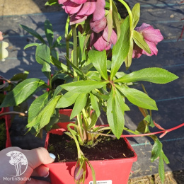 Морозник  Спринг Промис Элли