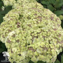 Гортензия древовидная Сублим Аннабель