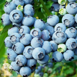 Голубика высокорослая Бэби Блюз