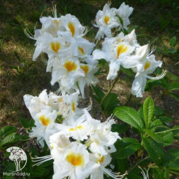Азалия крупноцветковая  Шнееголд