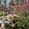Geum Petticoats Pich Гравилат Петтикоатс Пич фото 2 