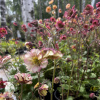 Geum Petticoats Pich Гравилат Петтикоатс Пич фото 2 