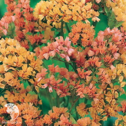 Статице Конек-Горбунок (вид: выемчатый, нежно-абрикосовый)