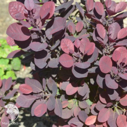 Скумпия Роял Перпл на штамбе