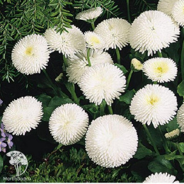 Маргаритка Авелина крупноцветковая