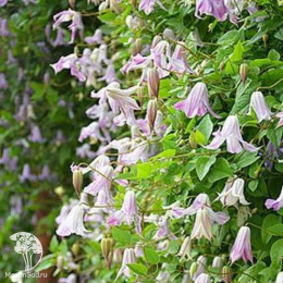 Клематис Фейри Слиперс