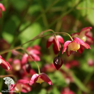 Фото Горянка красная