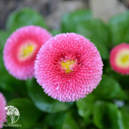 Маргаритка многолетняя Тассо тёмно-розовый