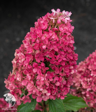Фото Гортензия метельчатая Распберри Пинк