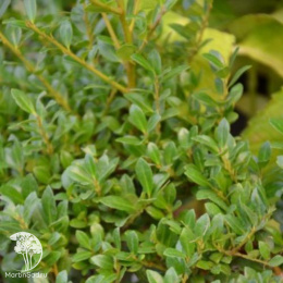 Самшит вечнозеленый Кула