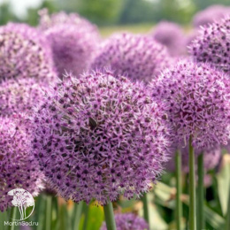 Лук Лаки Баллунс