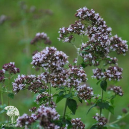 Душица Мила (орегано) автор.