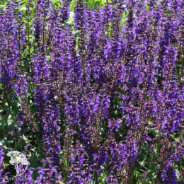 Набор для мяса тимьян Лимон Вариегата + тимьян Фредо Стронг + шалфей Виола Клозе