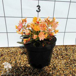 Левизия котиледон Элис