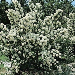 Чубушник гибридный Букет Бланк